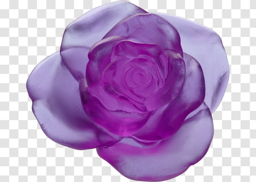 Garden Roses Daum Purple Flower Floral Design - Magenta Transparent PNG