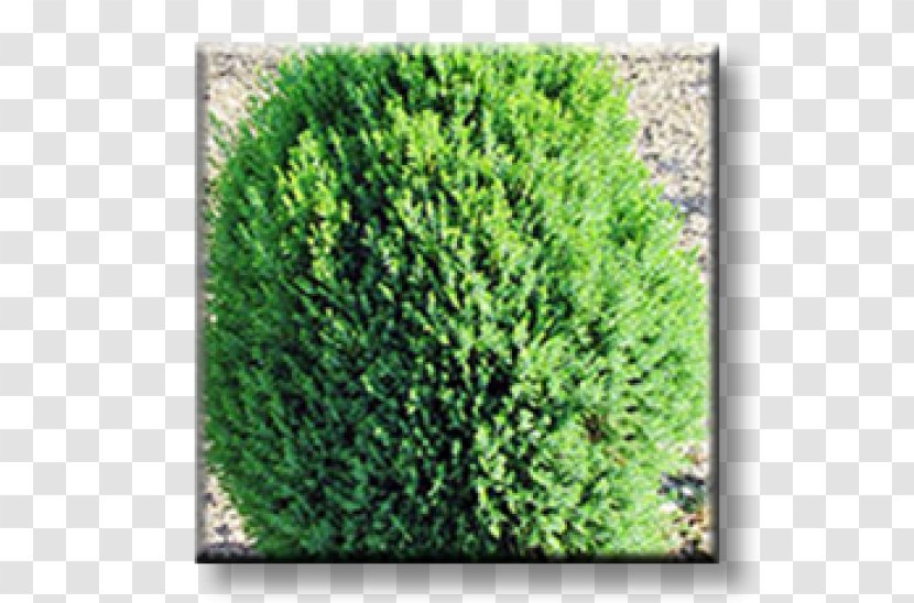Arborvitae Evergreen Conifers Shrub Plant - Oriental - PARADİSE Transparent PNG