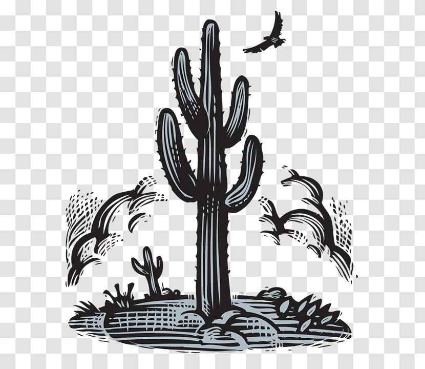 Drawing Cactaceae - Plant - Bill Russell Transparent PNG