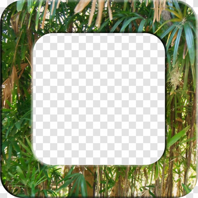 Picture Frames Borders And Clip Art - Frame - Hawaiian Transparent PNG