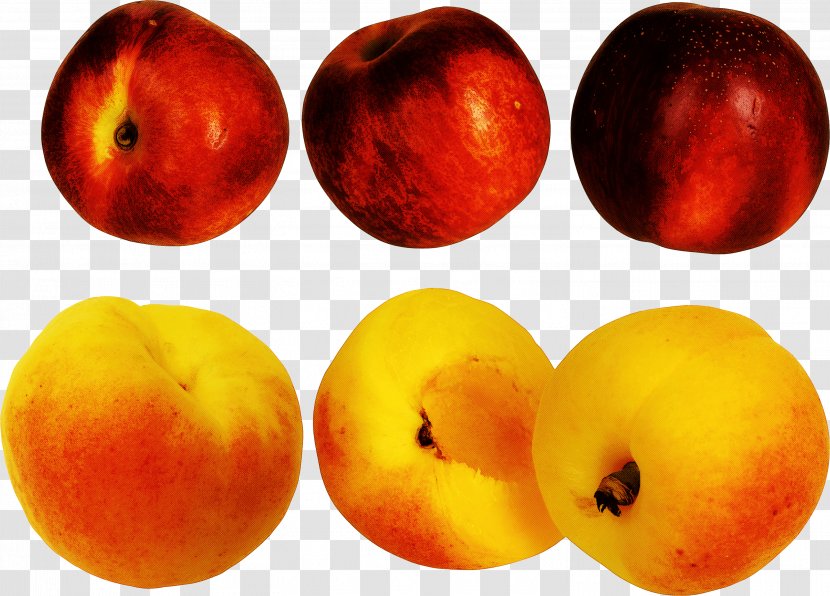 European Plum Fruit Nectarine Plant Tree - Nectarines - Drupe Pluot Transparent PNG