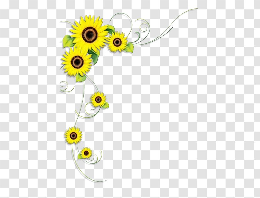 Flowers Background - Flower - Daisy Family Wildflower Transparent PNG