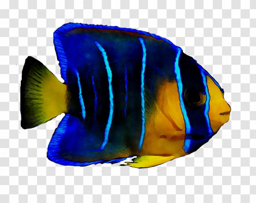 Coral Reef Fish Marine Biology Angelfishes - Blue Transparent PNG
