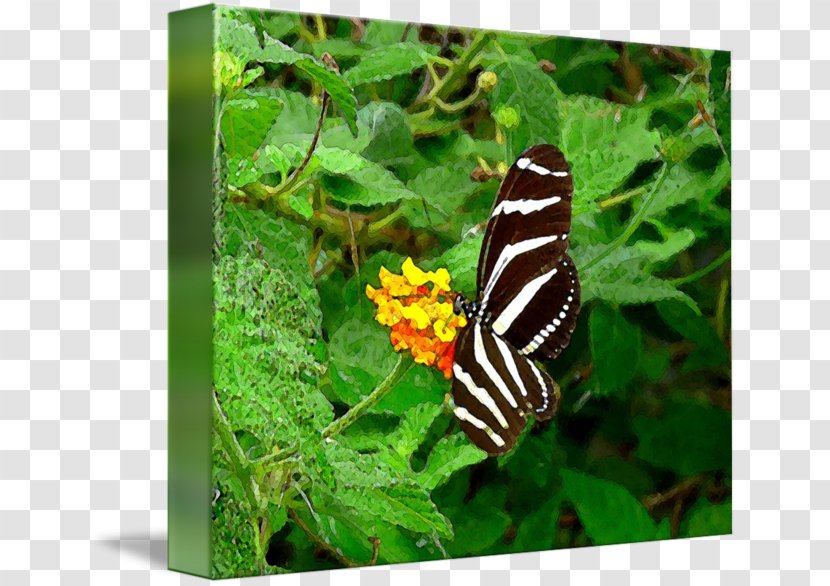 Nymphalidae Butterfly Moth Fauna Animal - Glossy Butterflys Transparent PNG