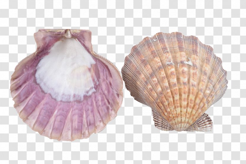 Clam Seashell Cockle Scallop Mussel Transparent PNG