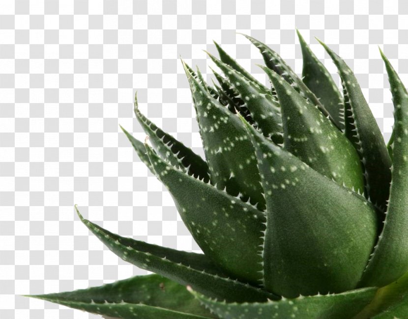 Aloe Vera Gel Plant Transparent PNG