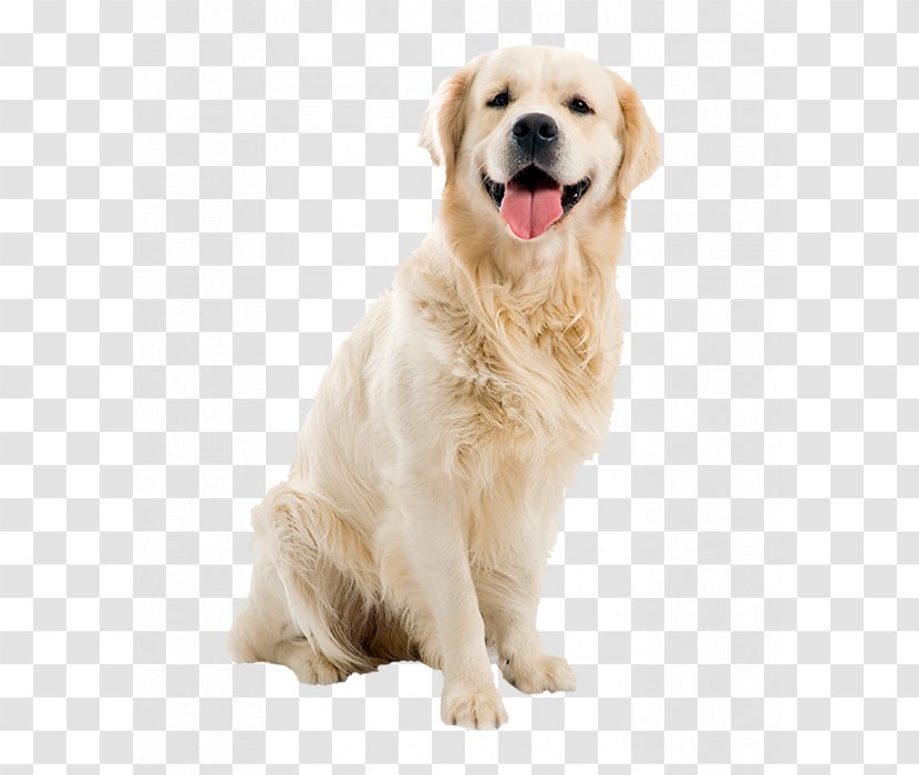 Golden Retriever Puppy Dog Breed Labrador Beagle Transparent PNG