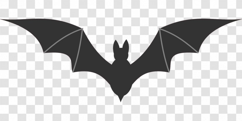 Bat Clip Art - Drawing - Halloween Posters Psd Layered Material Transparent PNG