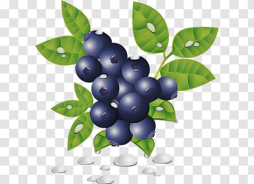 Berry Plant Bilberry Fruit Leaf Transparent PNG