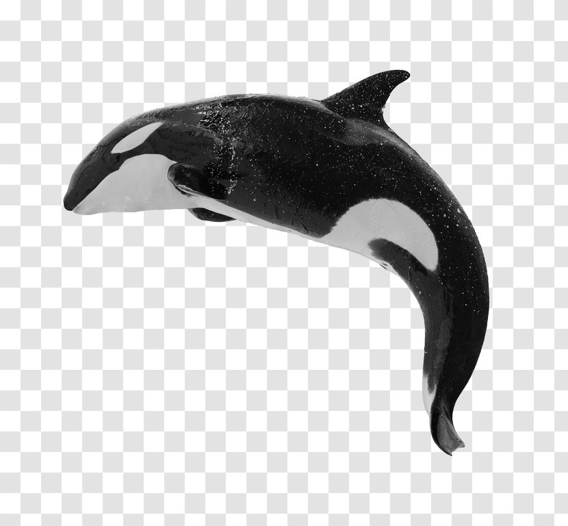 Killer Whale Baleen Humpback Blue - Minke Transparent PNG