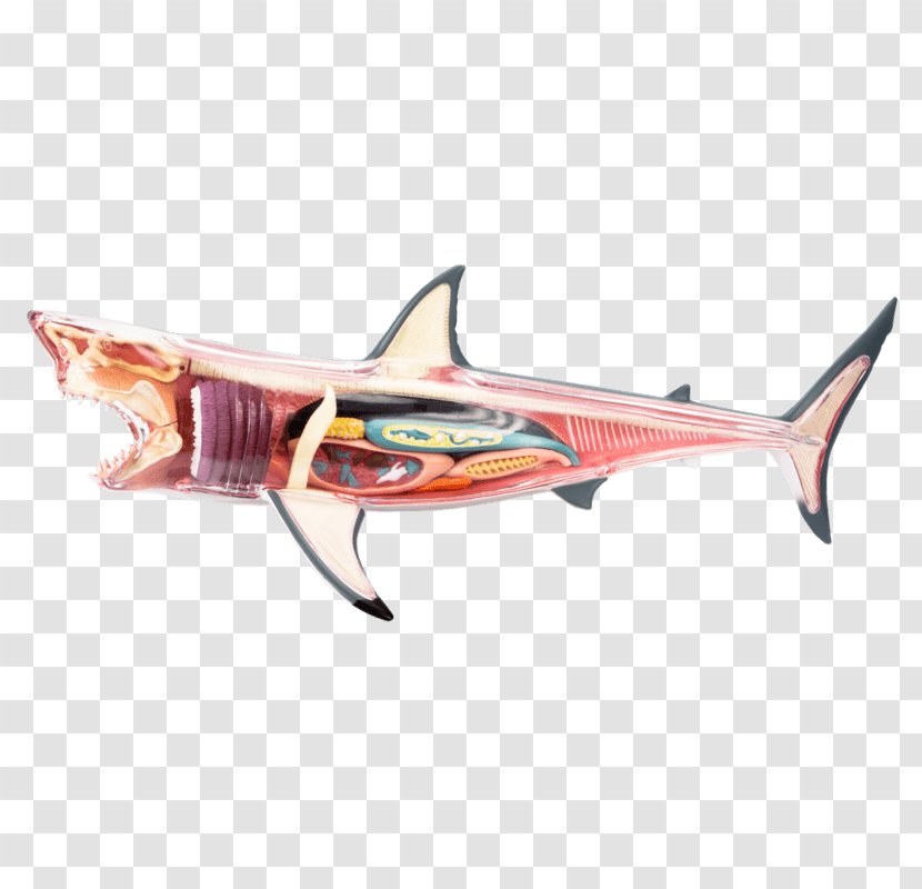 Great White Shark Chumming Fish Jaws - Television Show Transparent PNG