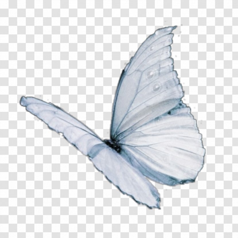 Monarch Butterfly Drawing - Limenitis Arthemis - Holly Blue Feather Transparent PNG