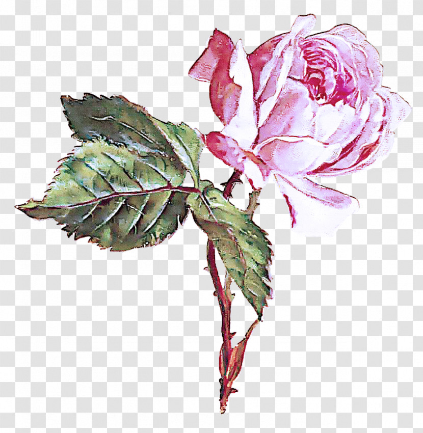 Garden Roses Transparent PNG