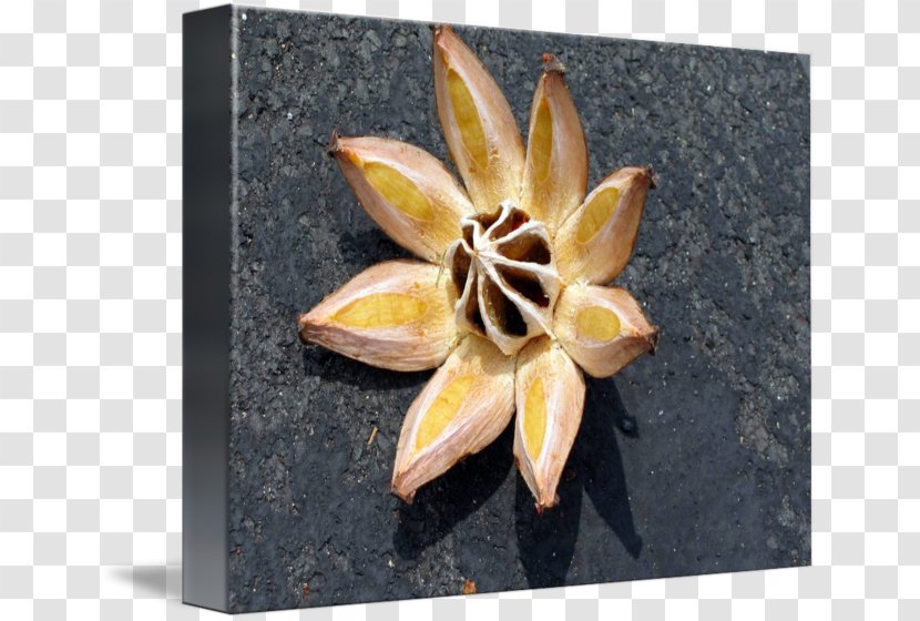 Maui Seed Bead Plant Hilo - Clusia - Seedpod Transparent PNG