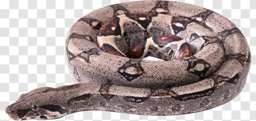 Snake Boa Constrictor Boas Clip Art - Rattlesnake - Serpiente Transparent PNG