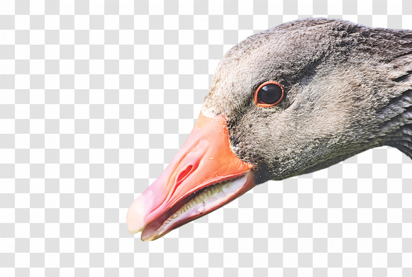 Goose Wild Animal Transparent PNG