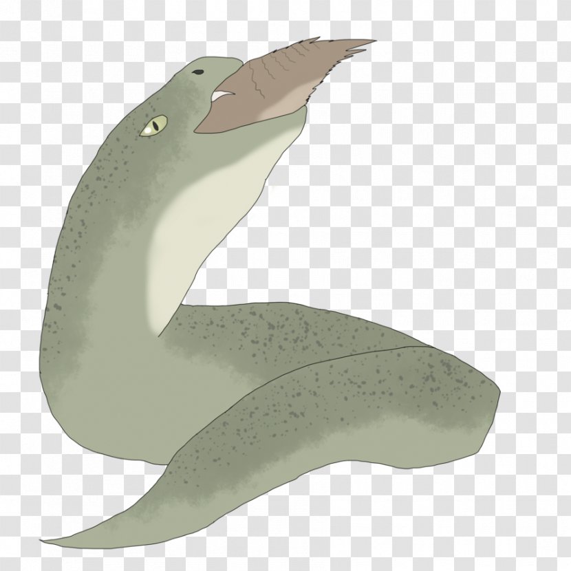 Tucuxi Sea Lion Dolphin - Organism Transparent PNG