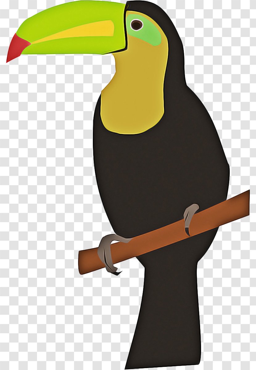 Hornbill Bird - Coraciiformes - Piciformes Transparent PNG