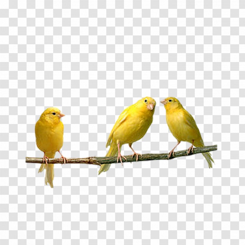 Bird Domestic Canary Finch Parrot Budgerigar - Pet Shop - Birds Transparent PNG