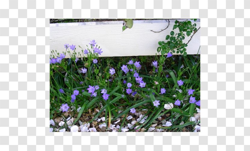 English Lavender Violet Groundcover - Flowering Plant Transparent PNG
