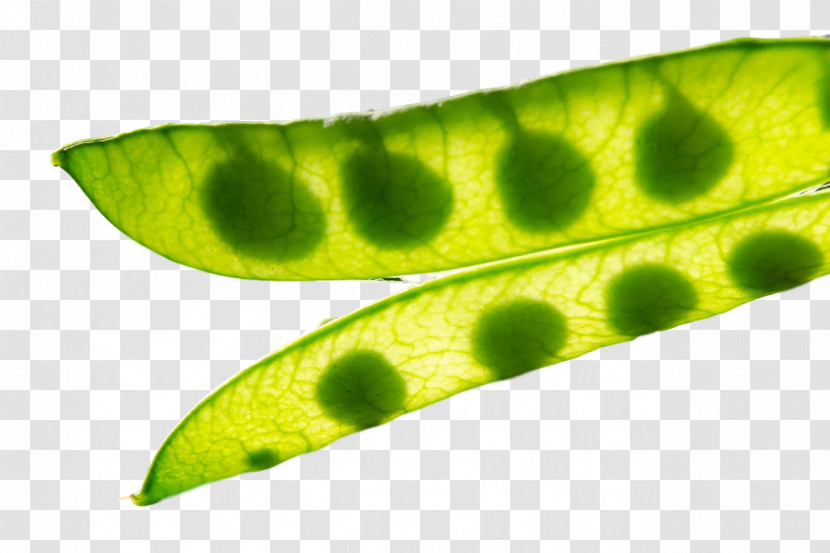 Plant Stem Leaf Plant Pathology Pathology Close-up Transparent PNG
