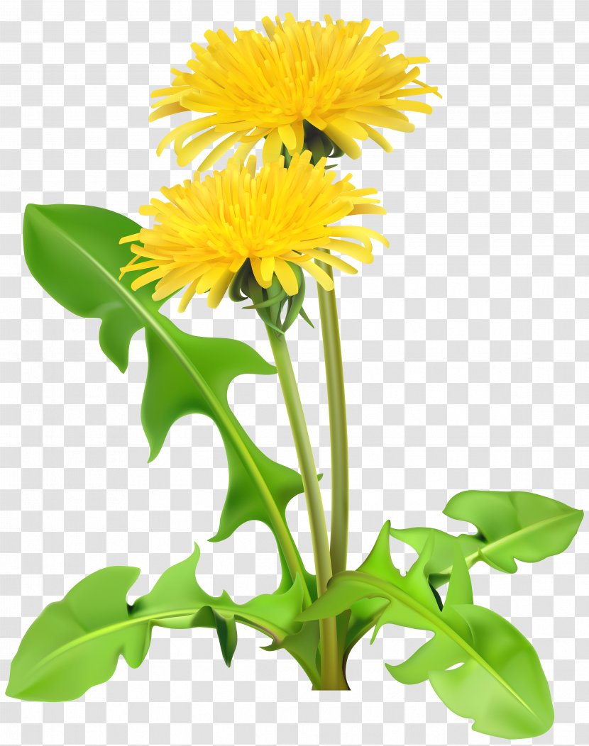 Dandelion Flower Clip Art - Flowerpot Transparent PNG