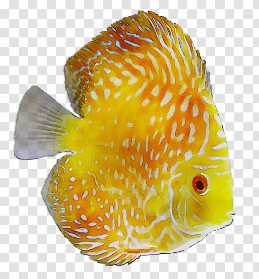 Marine Biology Fish - Organism Transparent PNG