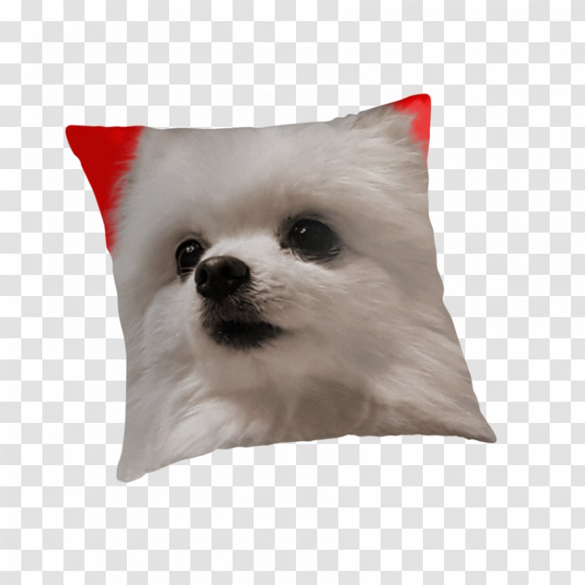 Pomeranian German Spitz Klein Volpino Italiano Puppy Dog Breed - Snout Transparent PNG