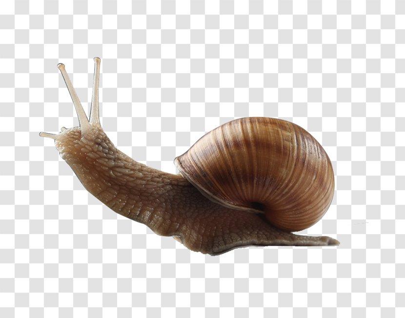 Snail Orthogastropoda Caracol Seashell - Gratis - He Climbed Out Of The Shell A Transparent PNG
