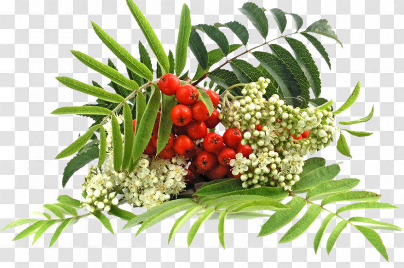 Sorbus Aucuparia Berry Tincture Hawthorn Plant - Food Transparent PNG