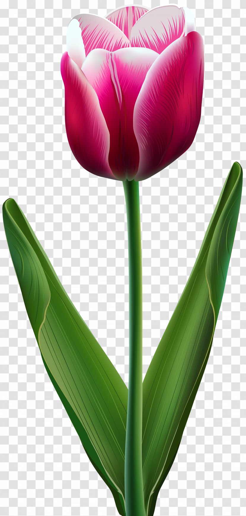 Tulip Flower Clip Art - Flowering Plant - Tulips Transparent PNG