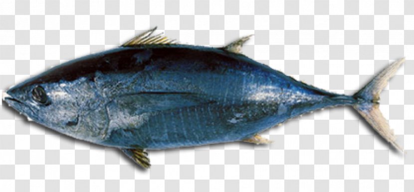 Albacore Tuna Fish Sandwich Atlantic Bluefin Longtail Bigeye - Perch Like Transparent PNG