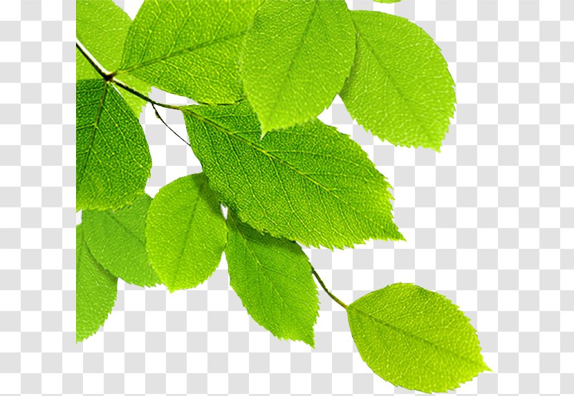 Leaf Android - Page Layout - Leaves Transparent PNG