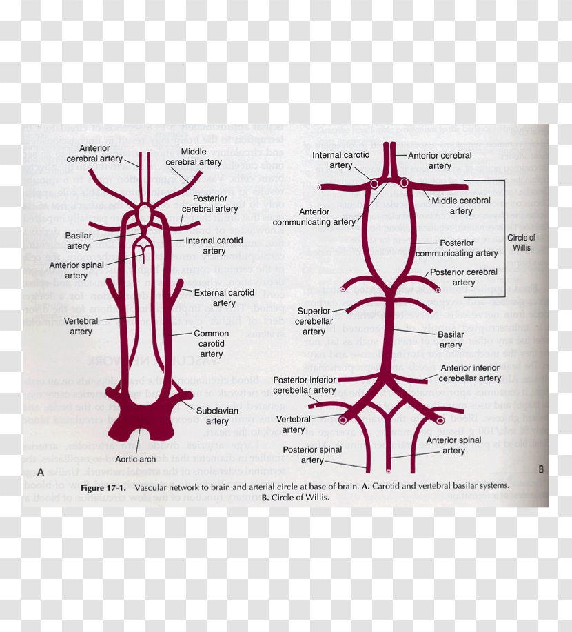 Posterior Spinal Artery Anterior Vertebral Inferior Cerebellar - Frame Transparent PNG