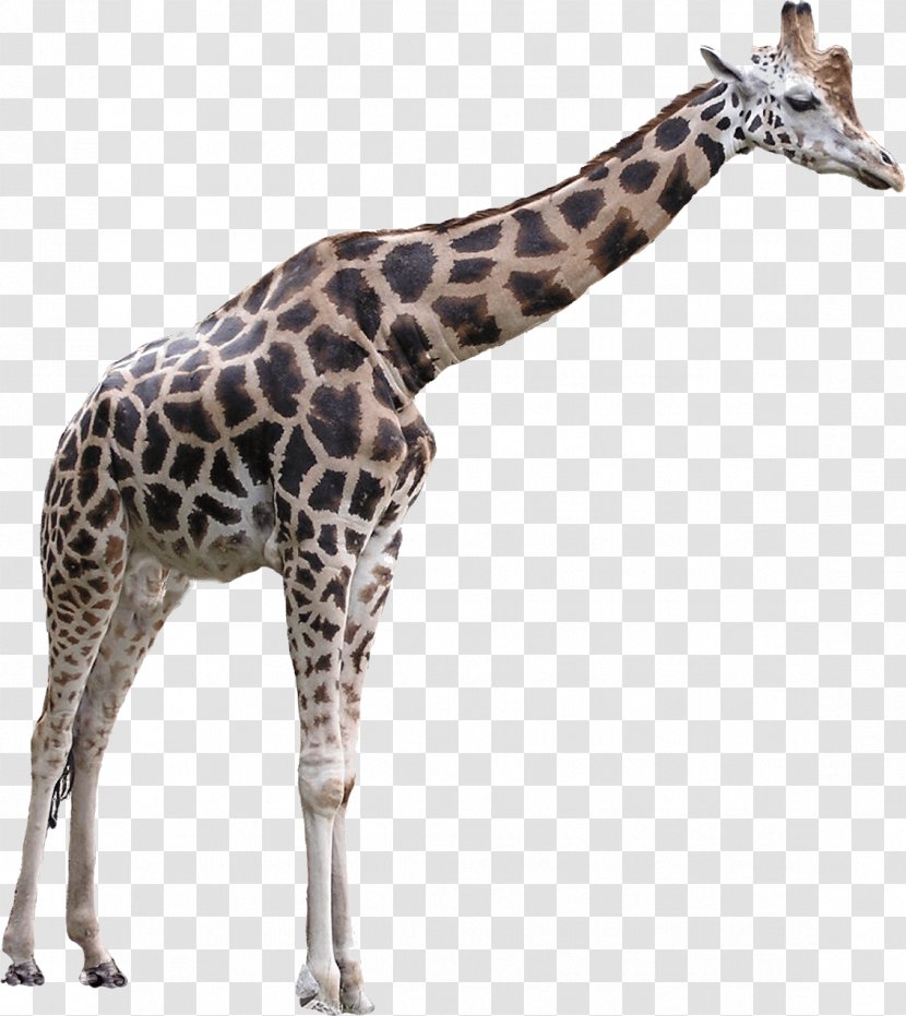 Giraffe Clip Art - Giraffidae Transparent PNG