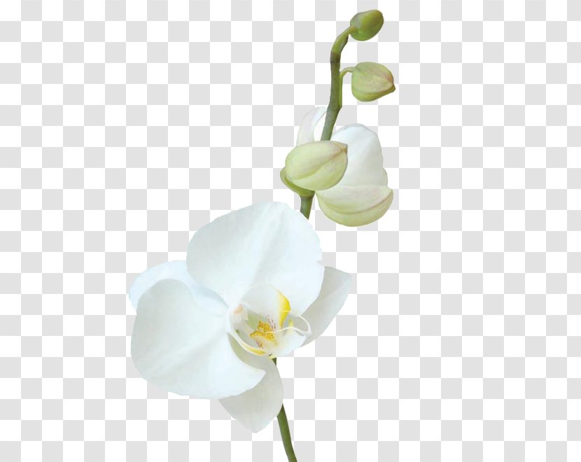 Moth Orchids Cut Flowers Canvas - Flowering Plant - Flower Transparent PNG