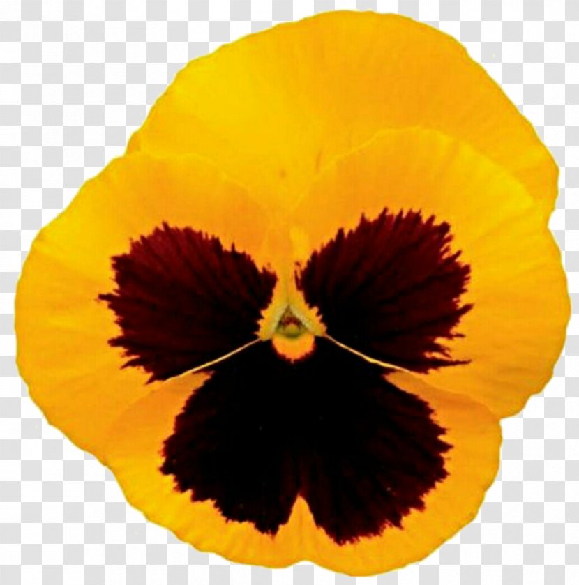 Pansy - Yellow - Daylily Flower Transparent PNG