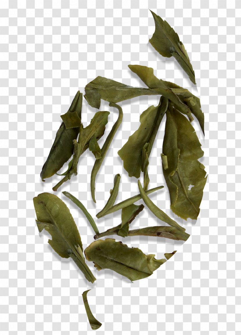 White Tea Fujian Tieguanyin Bai Mudan - Food Drying - Leaves Transparent PNG