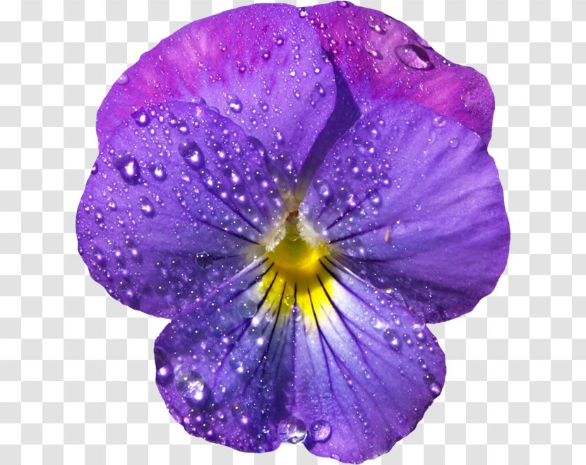 Common Blue Violet Sweet Clip Art - Lossless Compression - Flowering Plant Transparent PNG