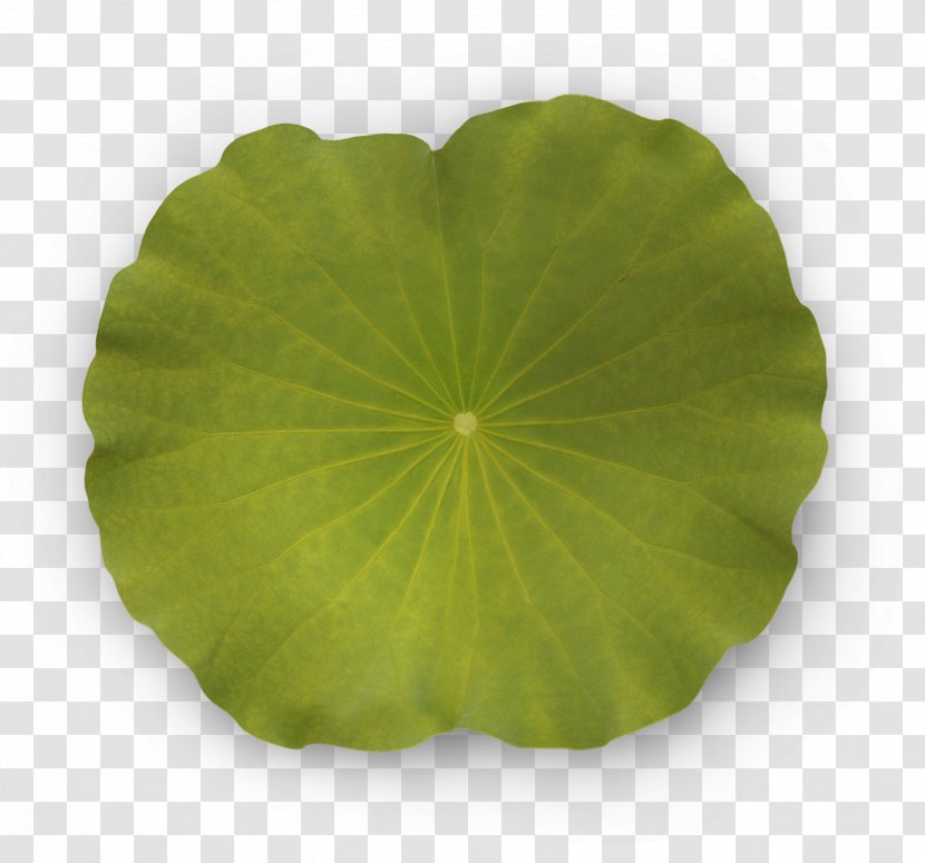 Nymphaea Alba Leaf Lotus Flower - Picture Frames Transparent PNG