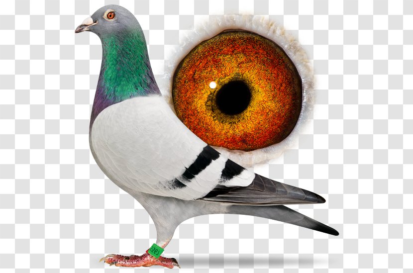 Homing Pigeon Columbidae Racing Bird - Breed Transparent PNG