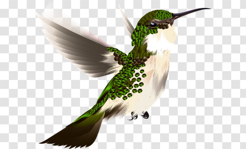 Hummingbird - Cartoon - Haming Birds Transparent PNG