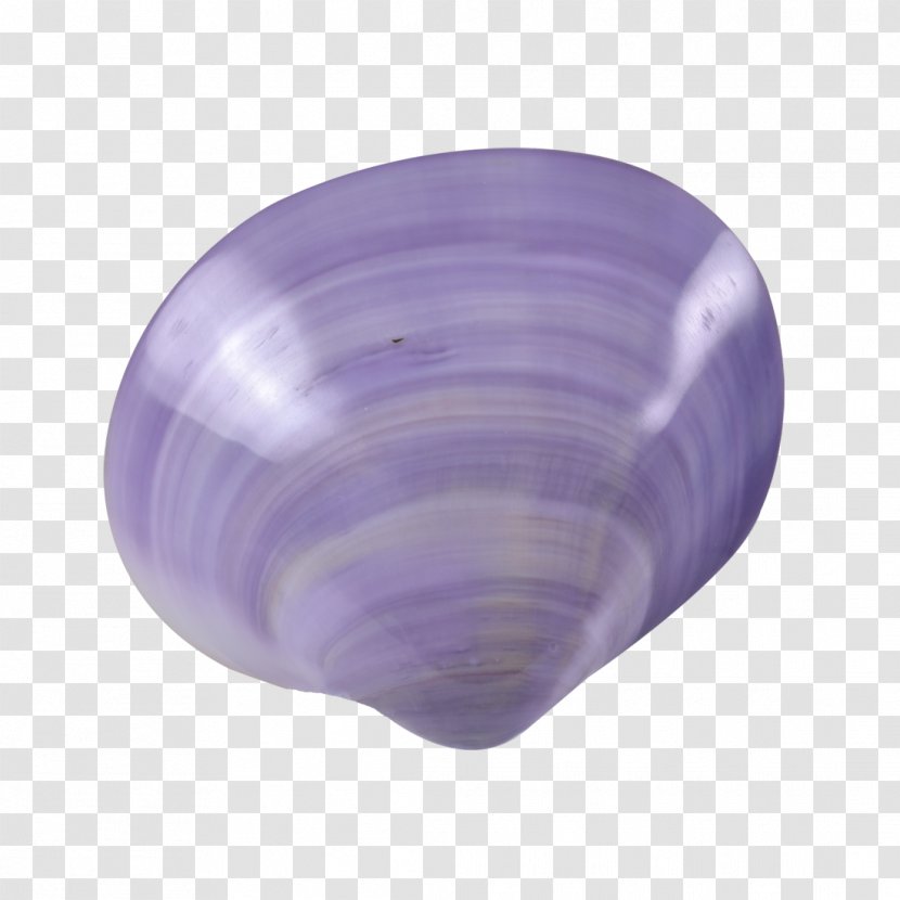Clam Seashell Purple Violet Lilac Transparent PNG