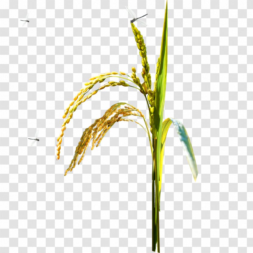 Rice Oryza Sativa Paddy Field - Dragonfly Free Matting Material Transparent PNG