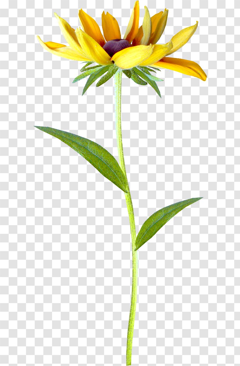 Petal Flower Transvaal Daisy Clip Art - Flowerpot Transparent PNG