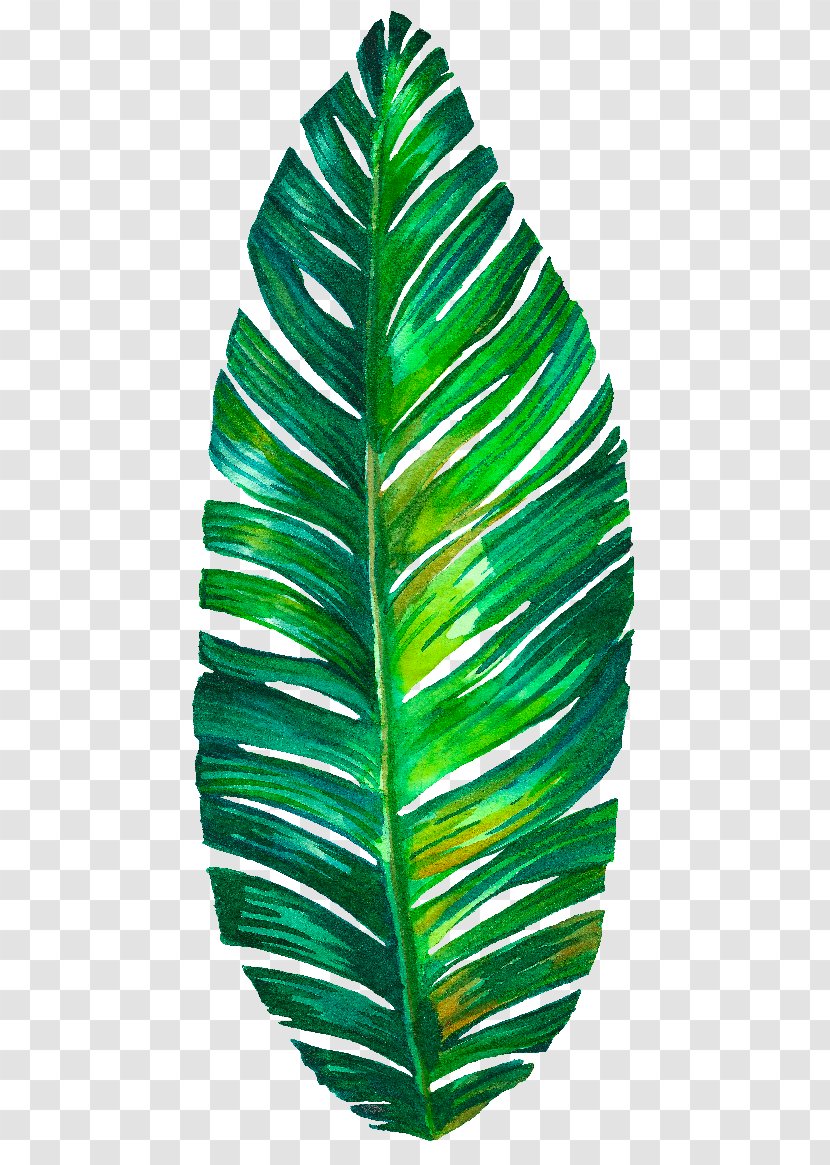 Leaf - Monstera Transparent PNG