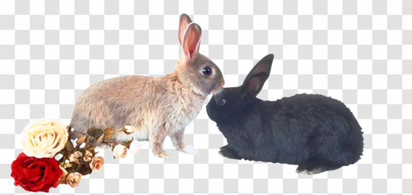 Domestic Rabbit European Hare - Mammal - Snuggle Two Rabbits Transparent PNG