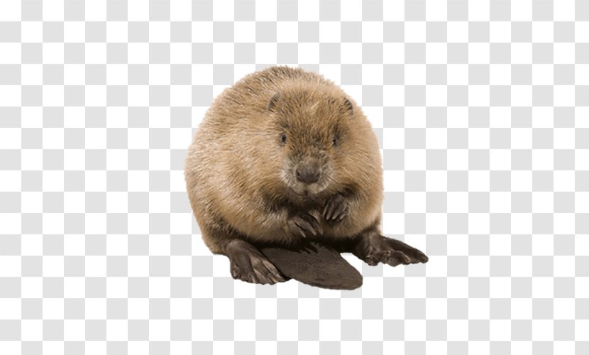 Beaver Clip Art - Terrestrial Animal - Stay Fresh Transparent PNG