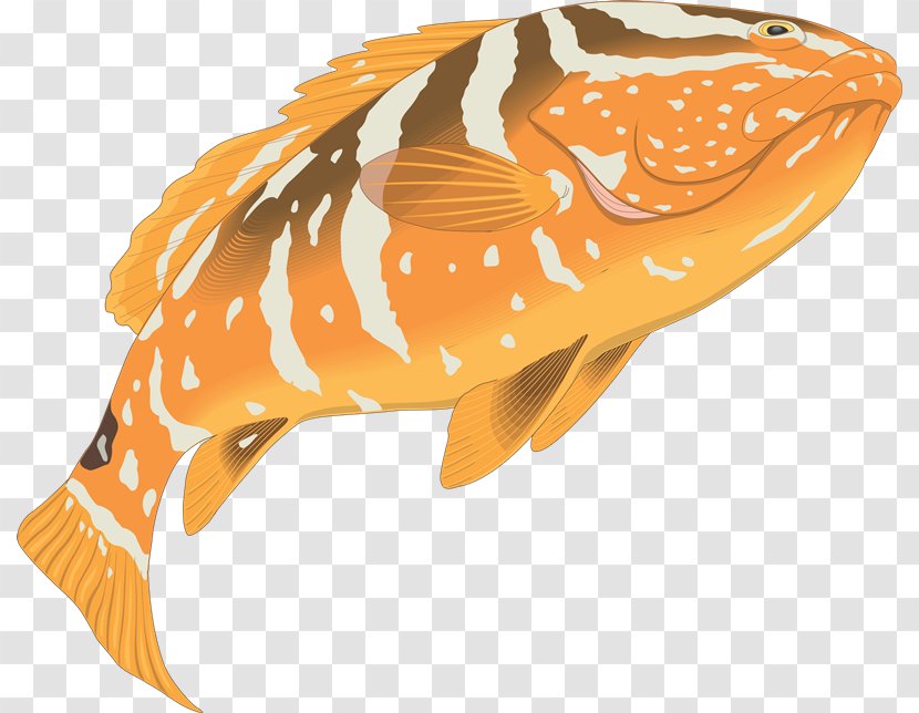 Grouper Drawing Clip Art - Seafood - Atlantic Goliath Transparent PNG