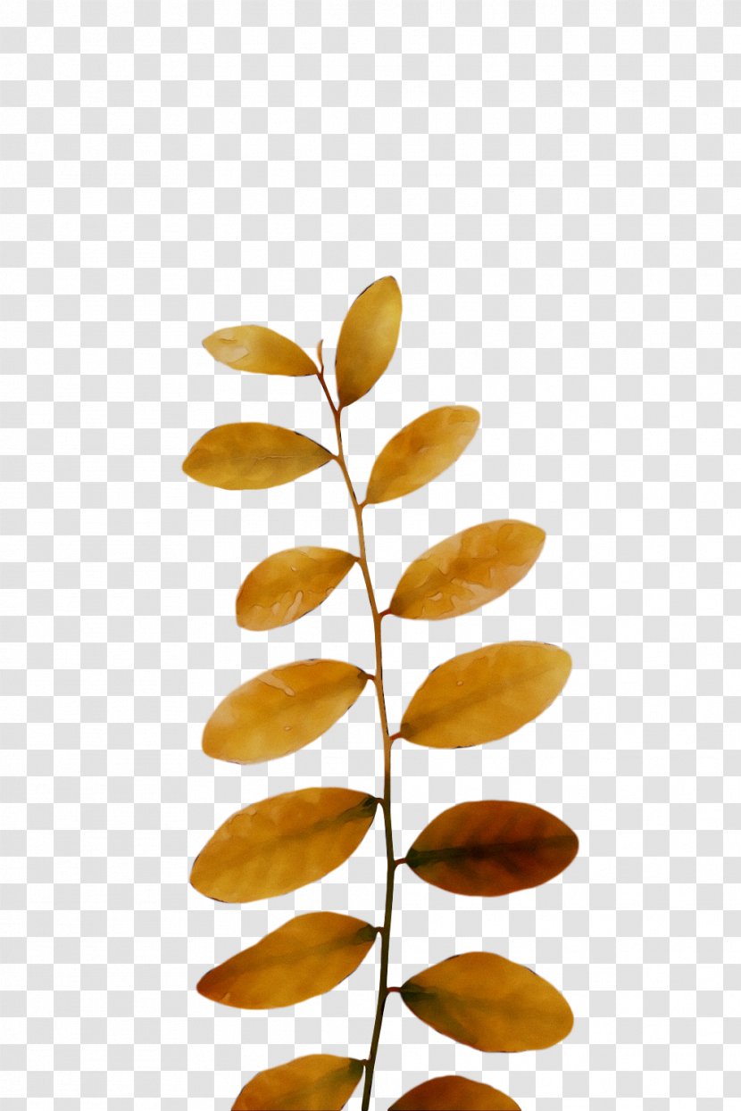 Product Design Leaf - Tree - Plant Transparent PNG